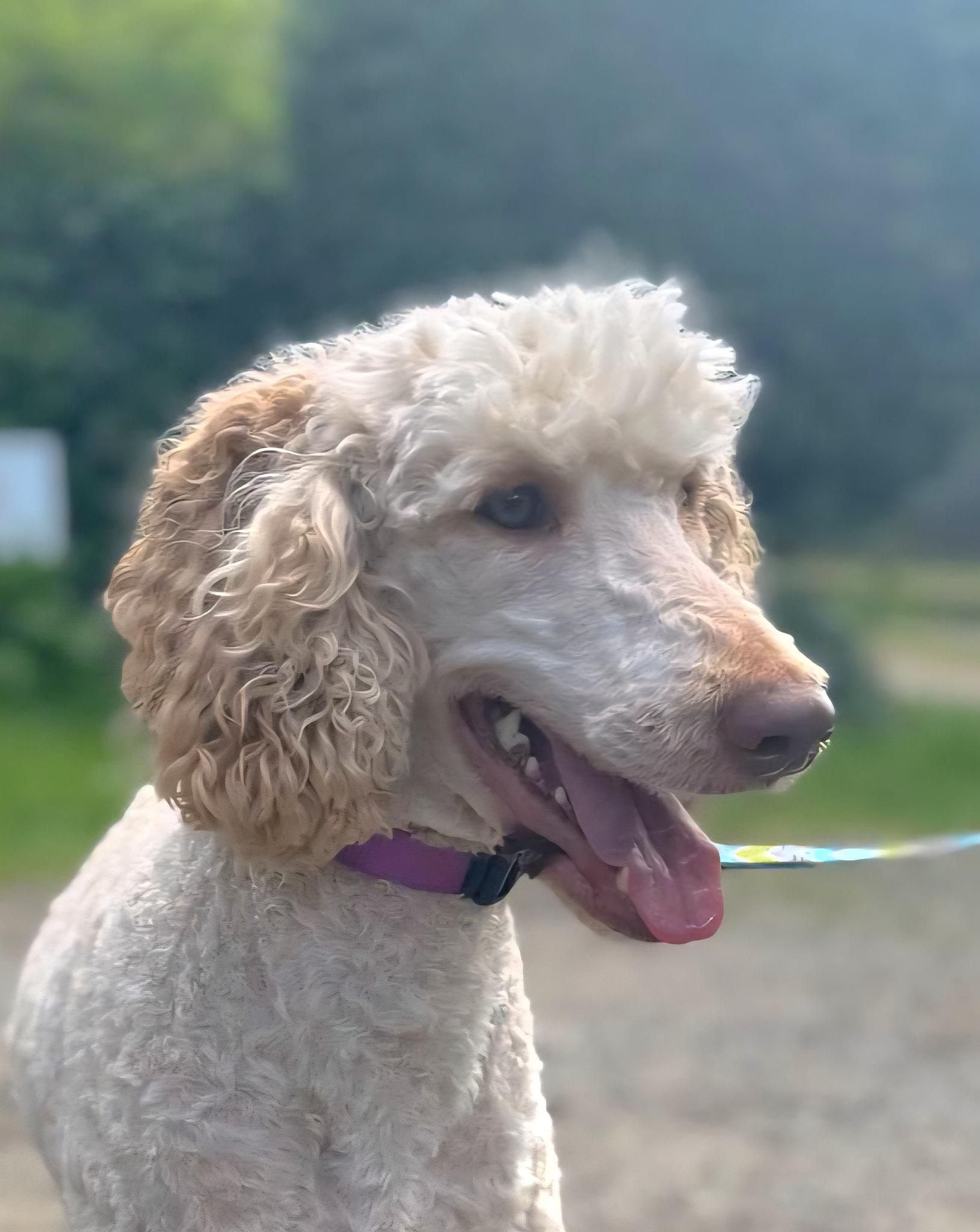 Enlarge Celeste & Orion, a Adoptable Standard Poodle in Seattle, WA image 3/4