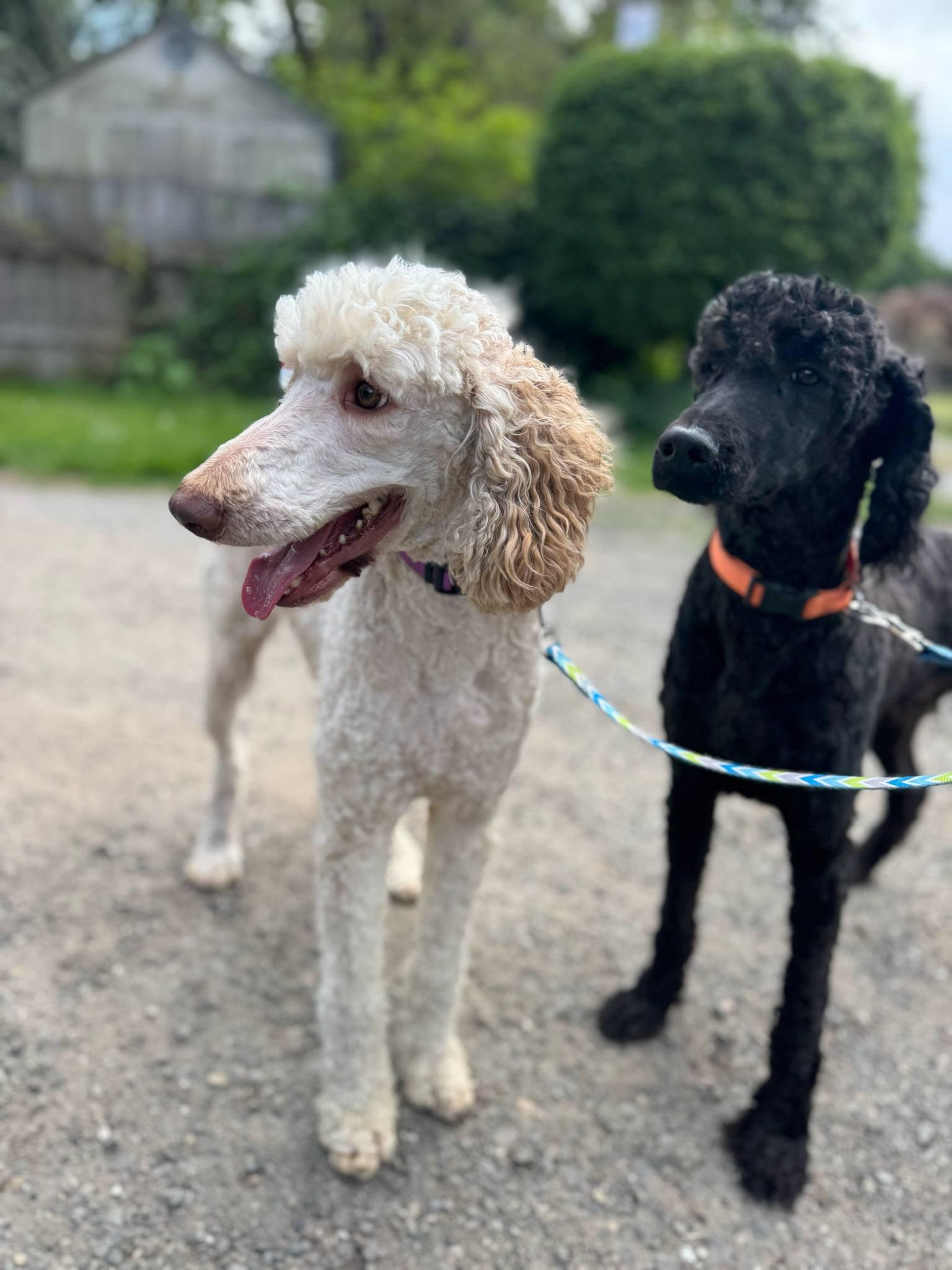 Enlarge Celeste & Orion, a Adoptable Standard Poodle in Seattle, WA image 1/4