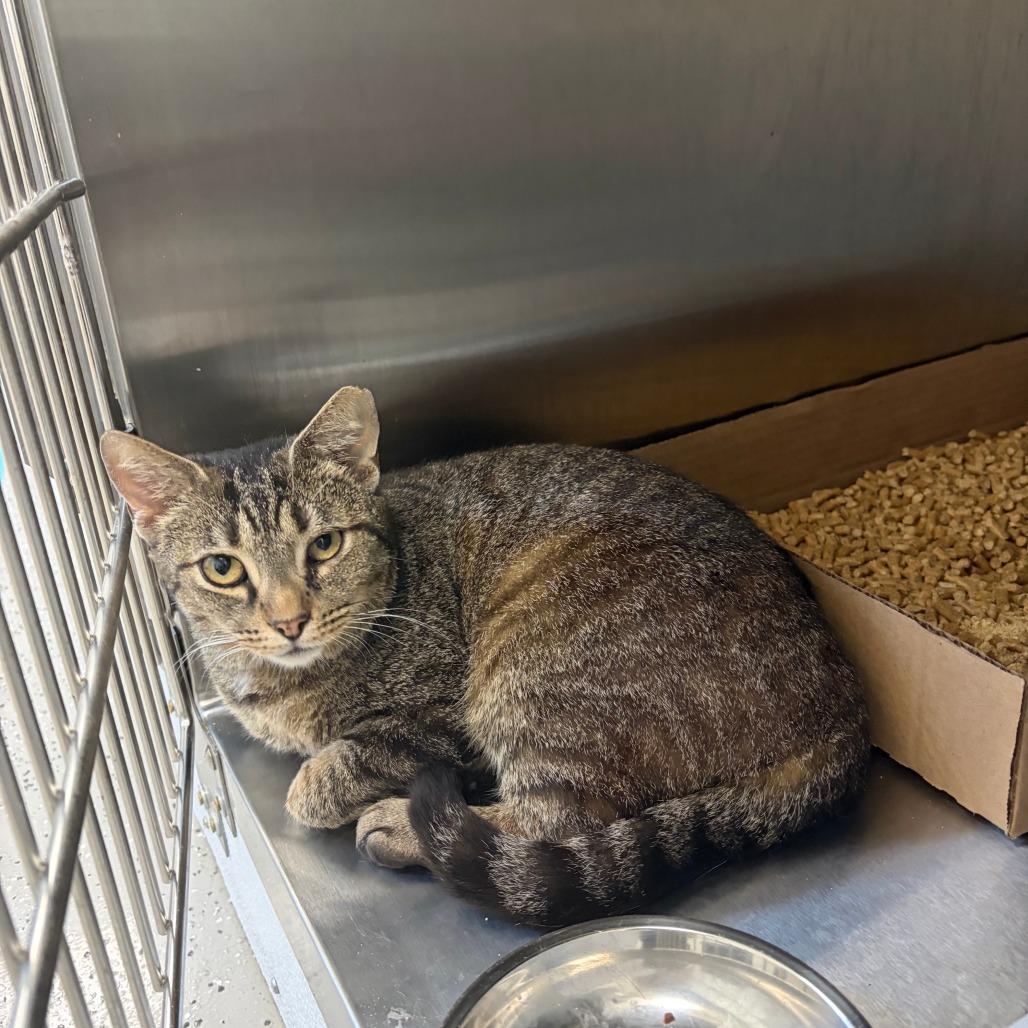 Mini, Adoptable, Adult Female Domestic Short Hair & Domestic Short Hair.