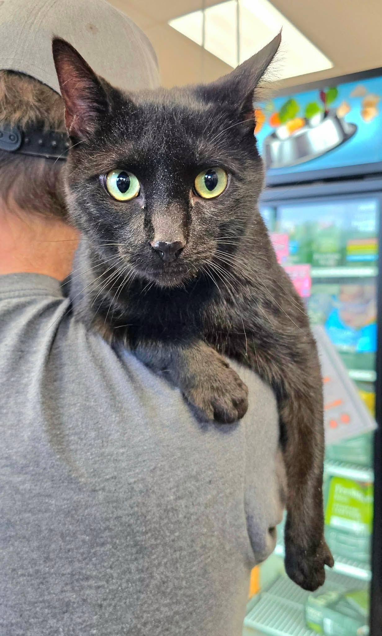 Enlarge Lowen, a ADOPTABLE Domestic Short Hair in Oak Ridge, TN image 1/4
