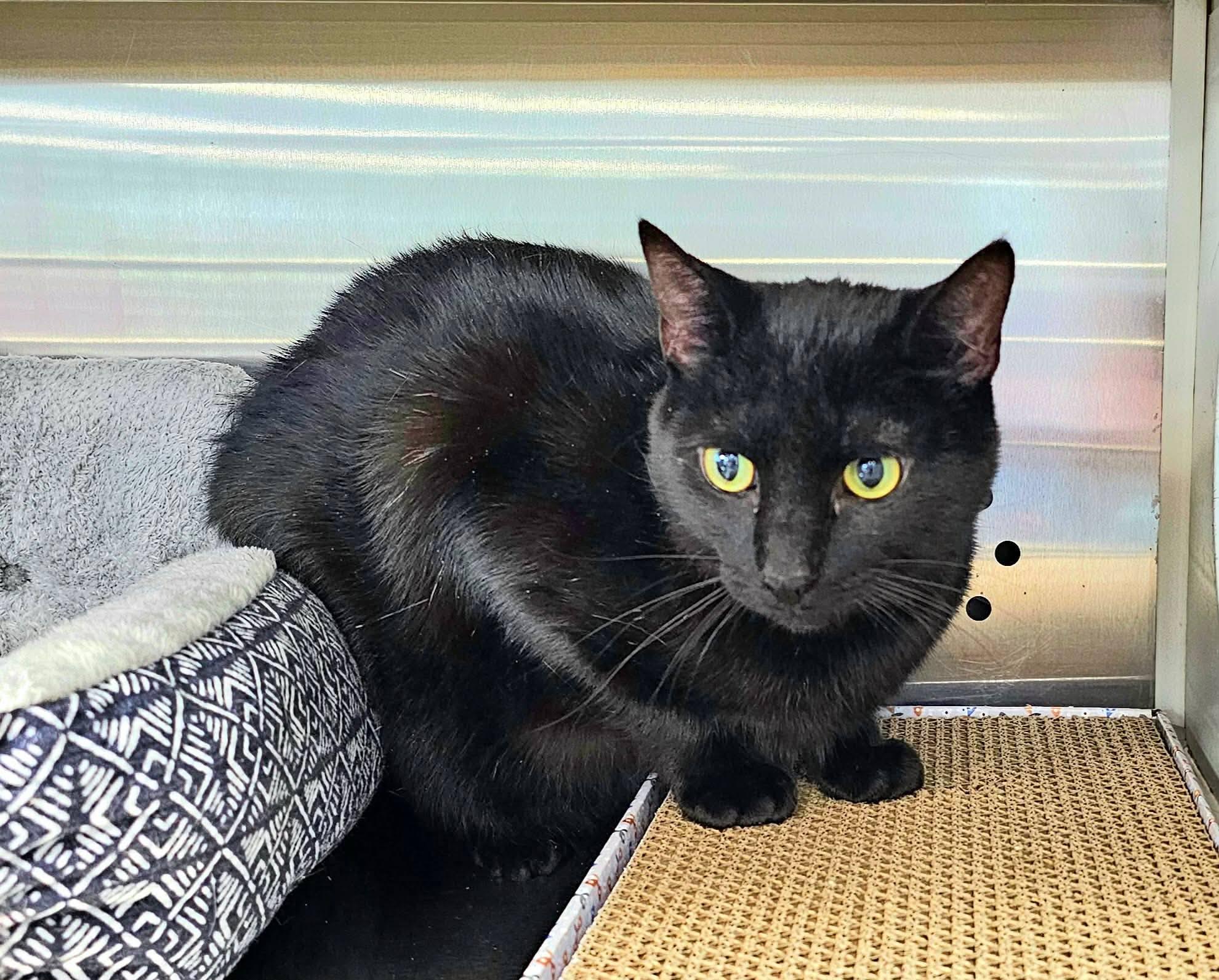 Enlarge Lowen, a ADOPTABLE Domestic Short Hair in Oak Ridge, TN image 2/4
