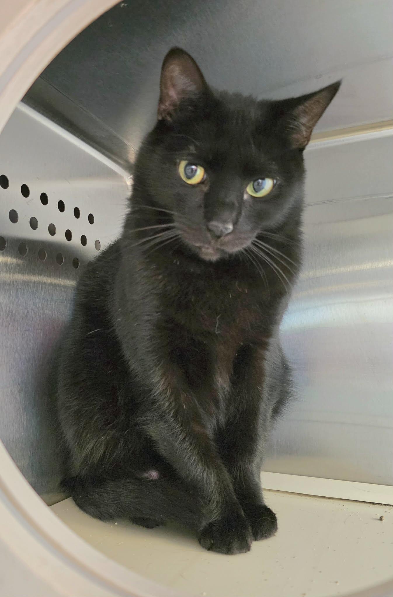 Enlarge Lowen, a ADOPTABLE Domestic Short Hair in Oak Ridge, TN image 3/4