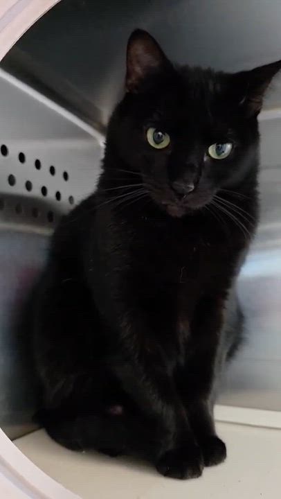 Enlarge Lowen, a ADOPTABLE Domestic Short Hair in Oak Ridge, TN video 4/4