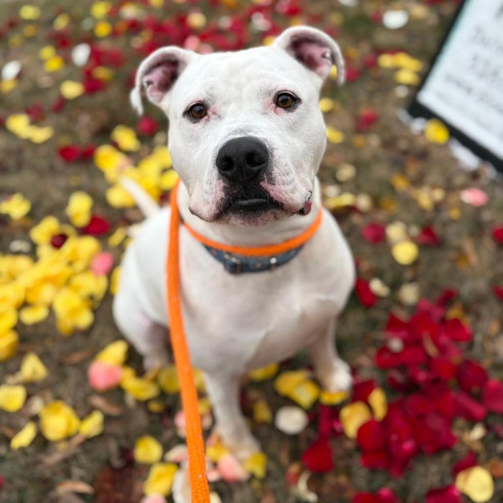 Enlarge Jugs, a Adoptable mixed breed in Wichita, KS image 1/5
