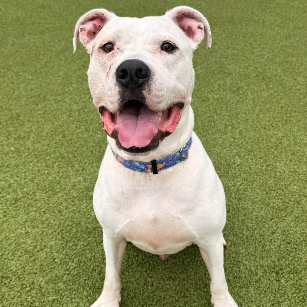 Enlarge Jugs, a Adoptable mixed breed in Wichita, KS image 2/5