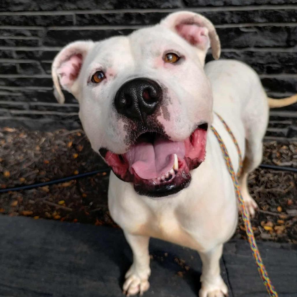 Enlarge Jugs, a Adoptable mixed breed in Wichita, KS image 3/5