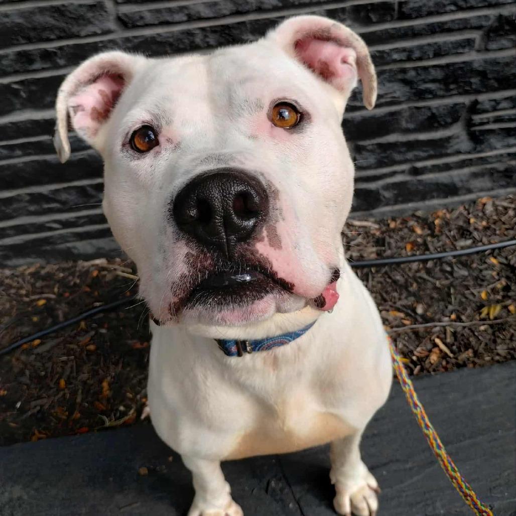Enlarge Jugs, a Adoptable mixed breed in Wichita, KS image 4/5