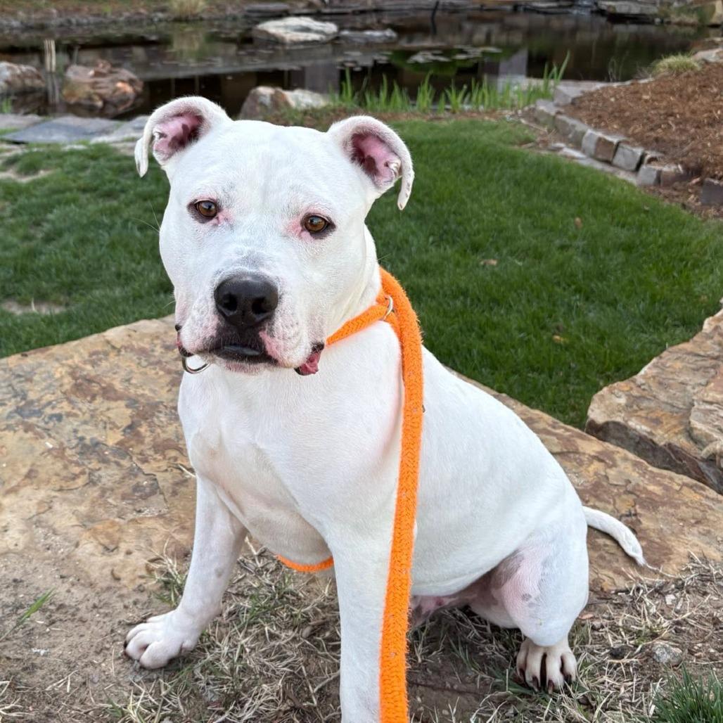 Enlarge Jugs, a Adoptable mixed breed in Wichita, KS image 5/5