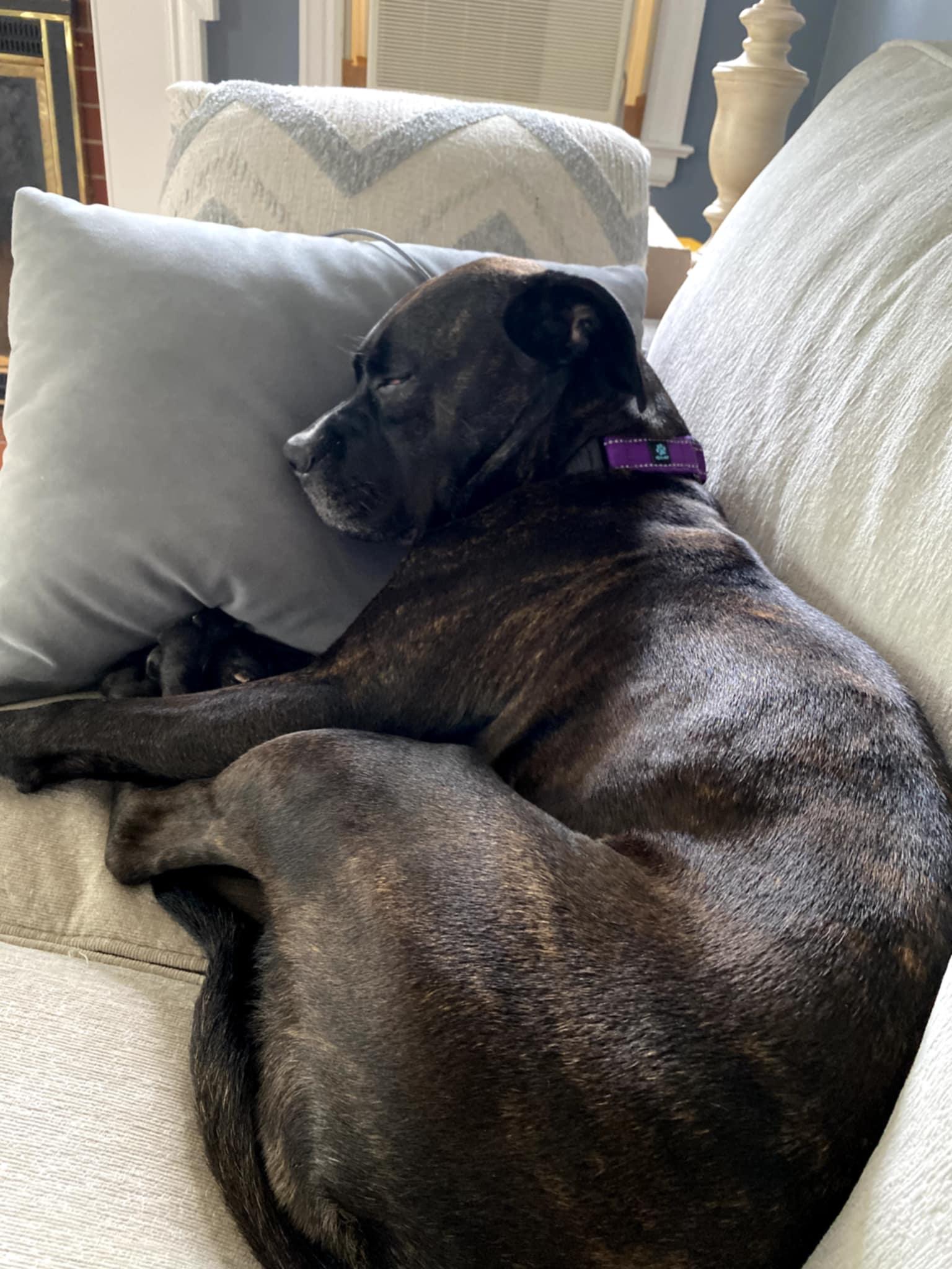 Enlarge Brit, an adopted mixed breed in New Milford, CT image 1/6