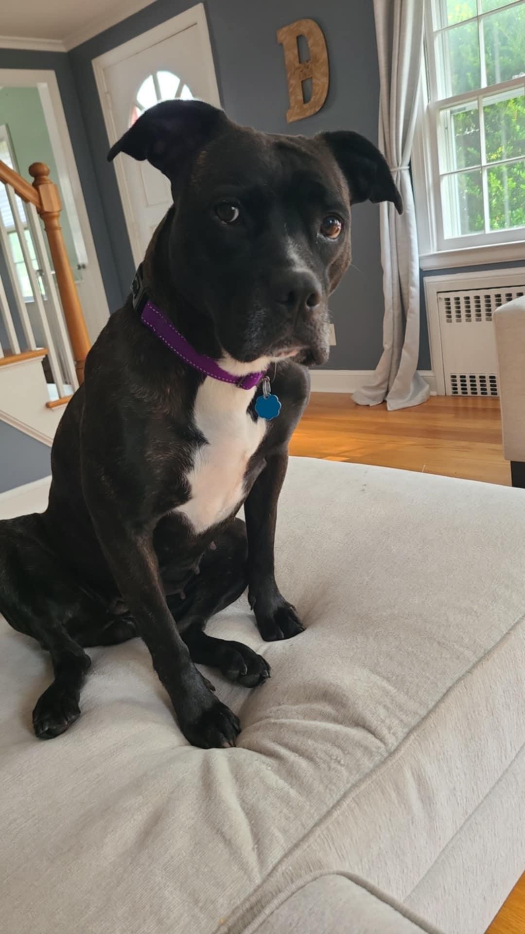 Enlarge Brit, an adopted mixed breed in New Milford, CT image 2/6