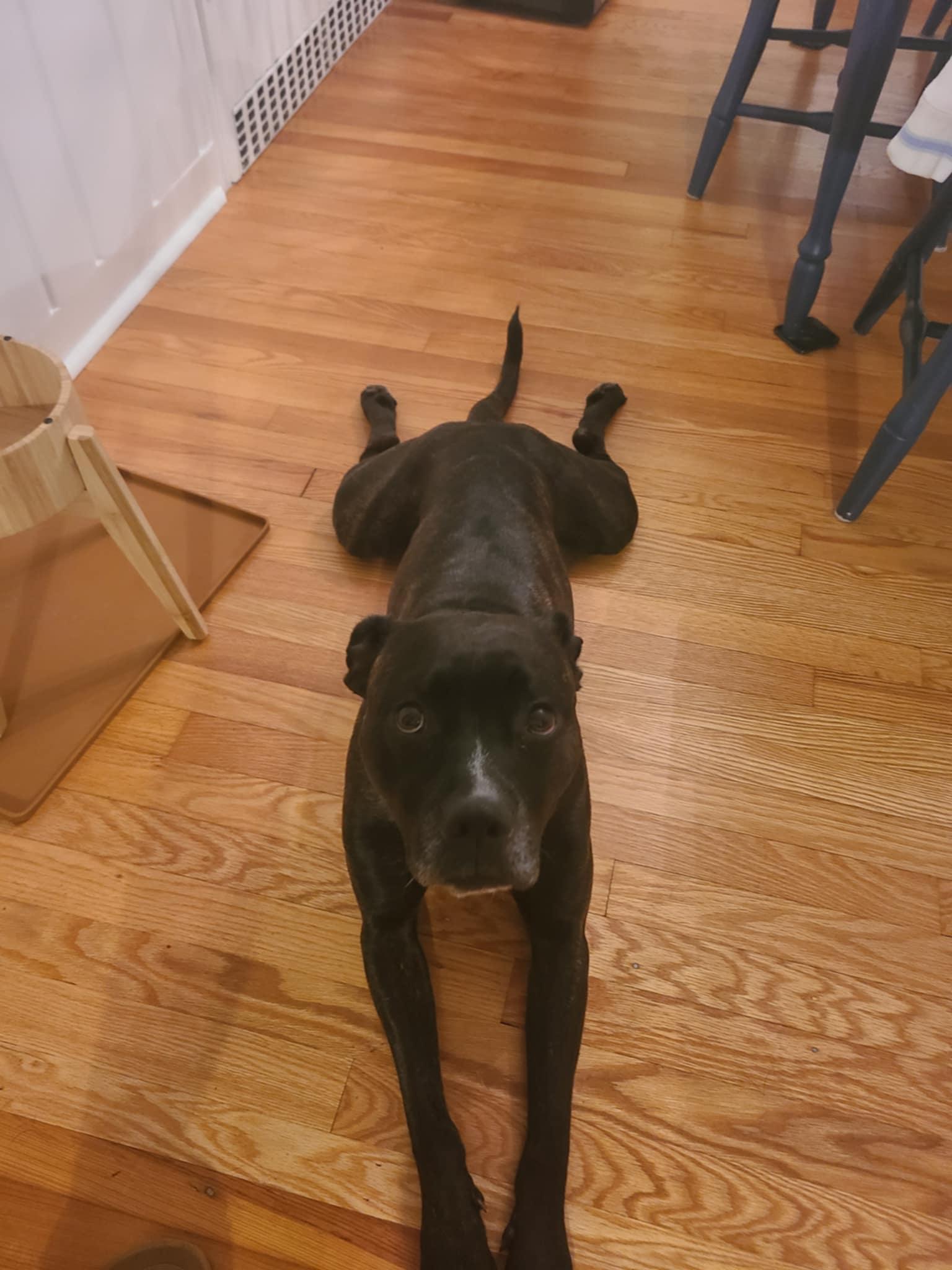 Enlarge Brit, an adopted mixed breed in New Milford, CT image 6/6