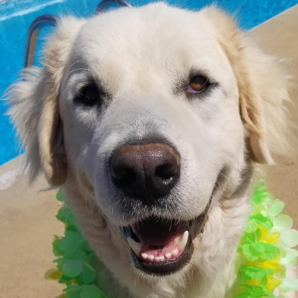 Enlarge Yuki, a Adoptable Great Pyrenees in Huntsville, AL image 1/6