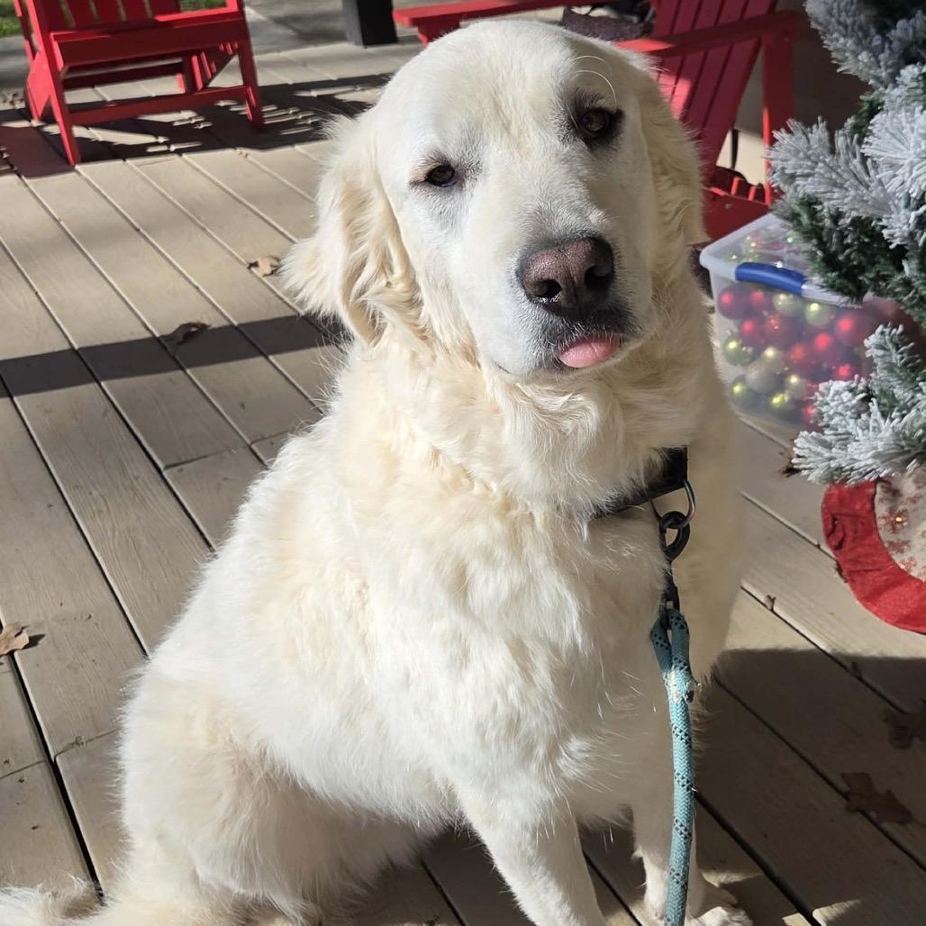 Enlarge Yuki, a Adoptable Great Pyrenees in Huntsville, AL image 2/6