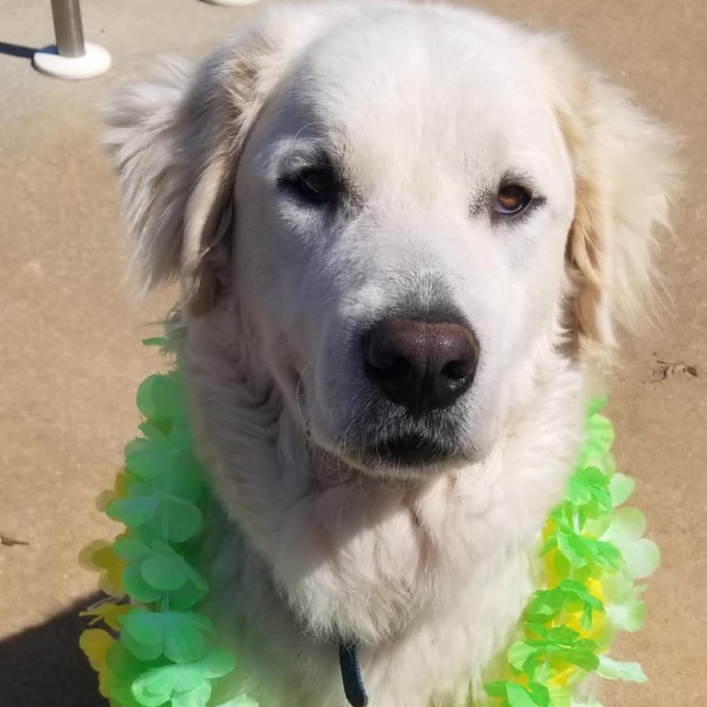 Enlarge Yuki, a Adoptable Great Pyrenees in Huntsville, AL image 5/6