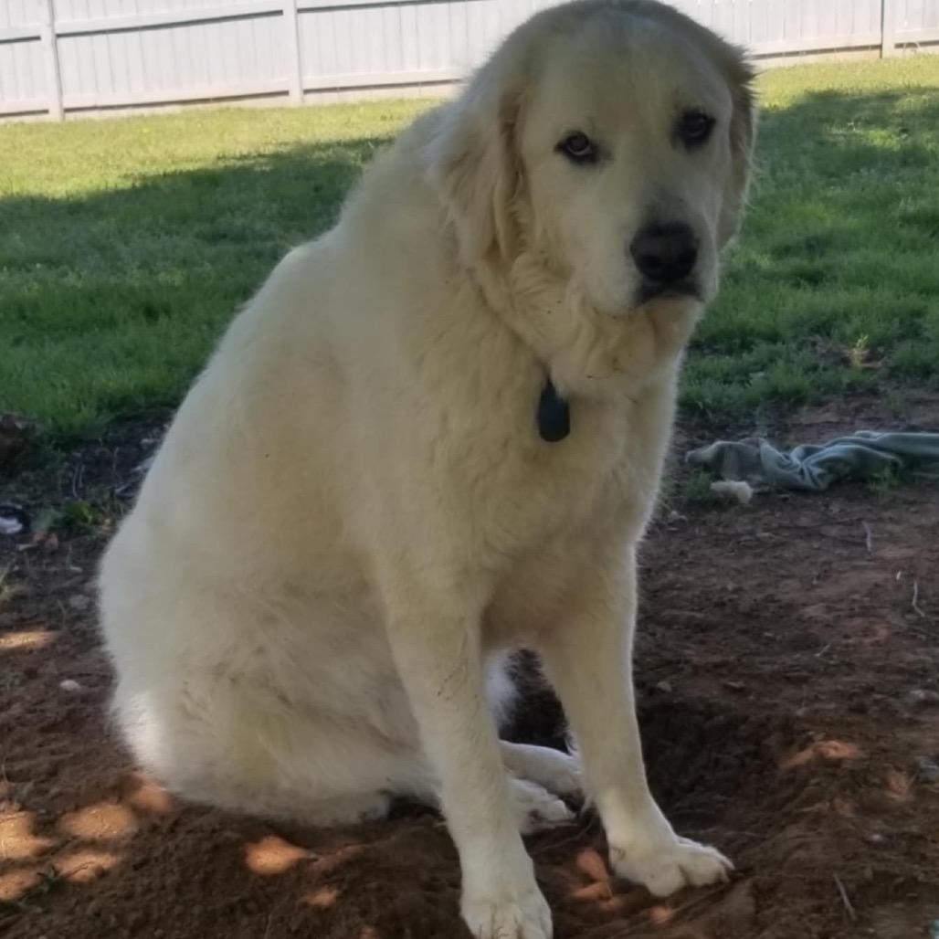 Enlarge Yuki, a Adoptable Great Pyrenees in Huntsville, AL image 6/6