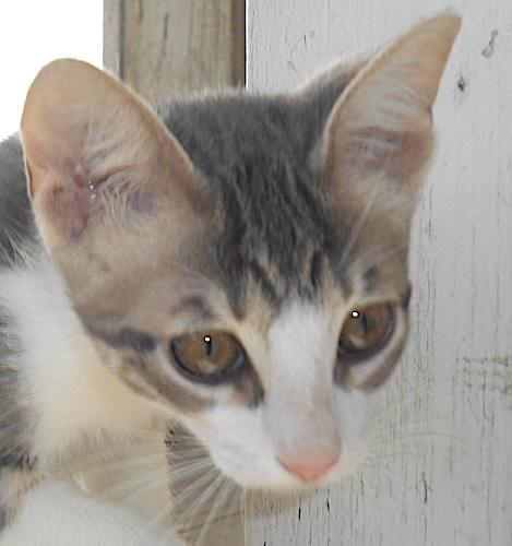 Nasa, ADOPTABLE, Kitten Female Tabby & Domestic Short Hair.