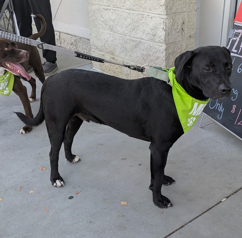 Jesse, Adoptable, Young Male Mixed Breed.