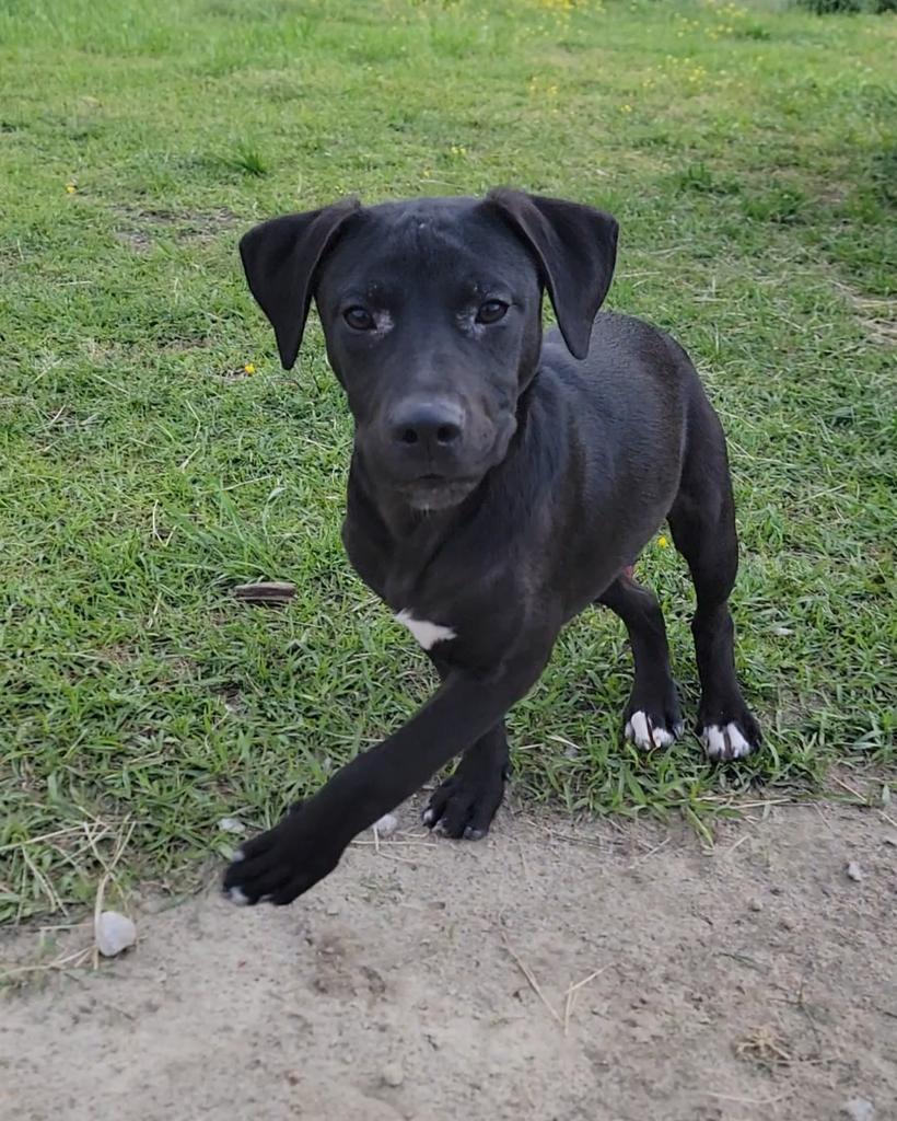 Enlarge Jesse, a Adoptable mixed breed in Florence, SC image 3/6