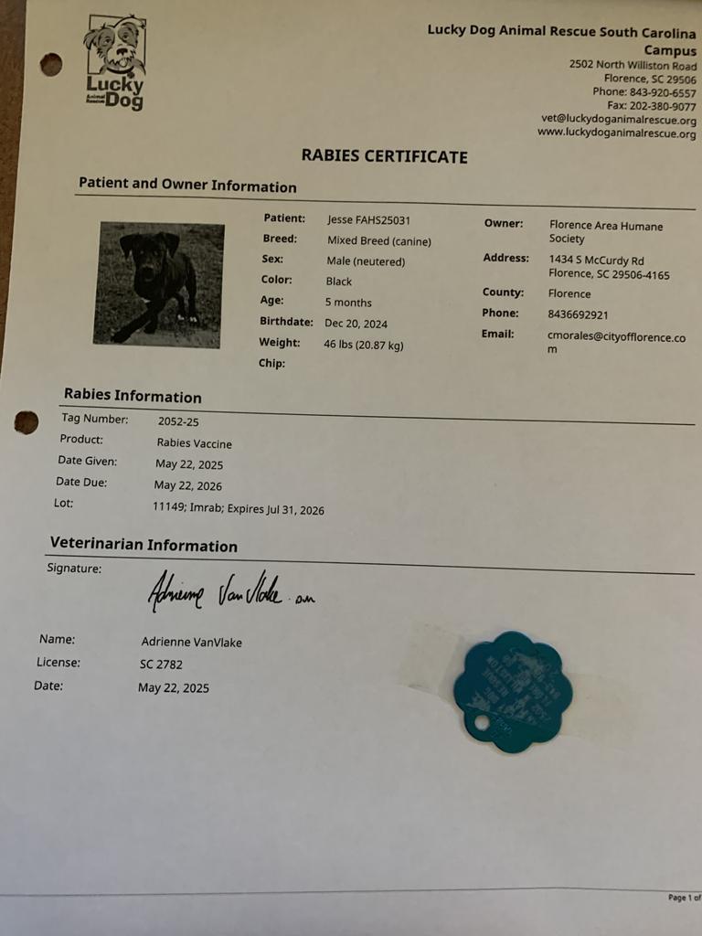 Enlarge Jesse, a Adoptable mixed breed in Florence, SC image 5/6