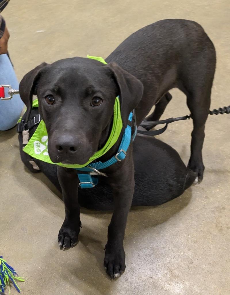 Enlarge Jesse, a Adoptable mixed breed in Florence, SC image 6/6