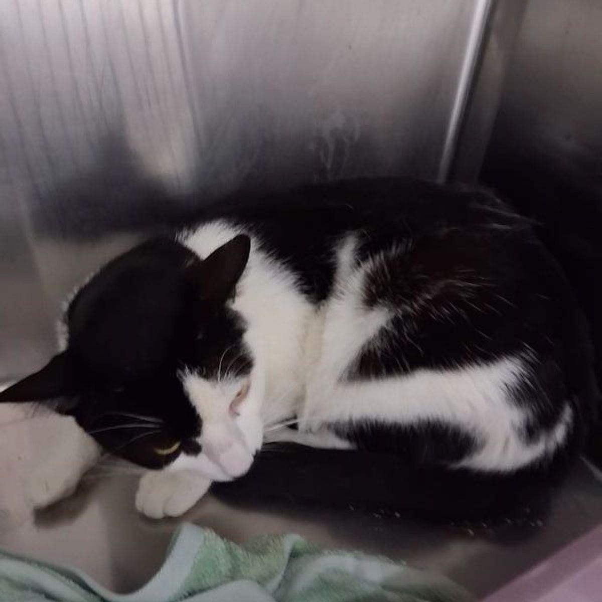 Little, Adoptable, Adult Male Domestic Short Hair.