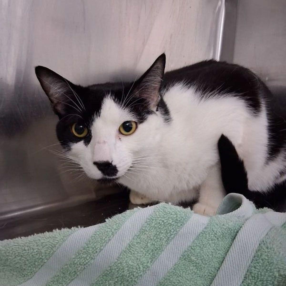 Enlarge Little, a Adoptable Domestic Short Hair in Lake Havasu City, AZ image 2/2