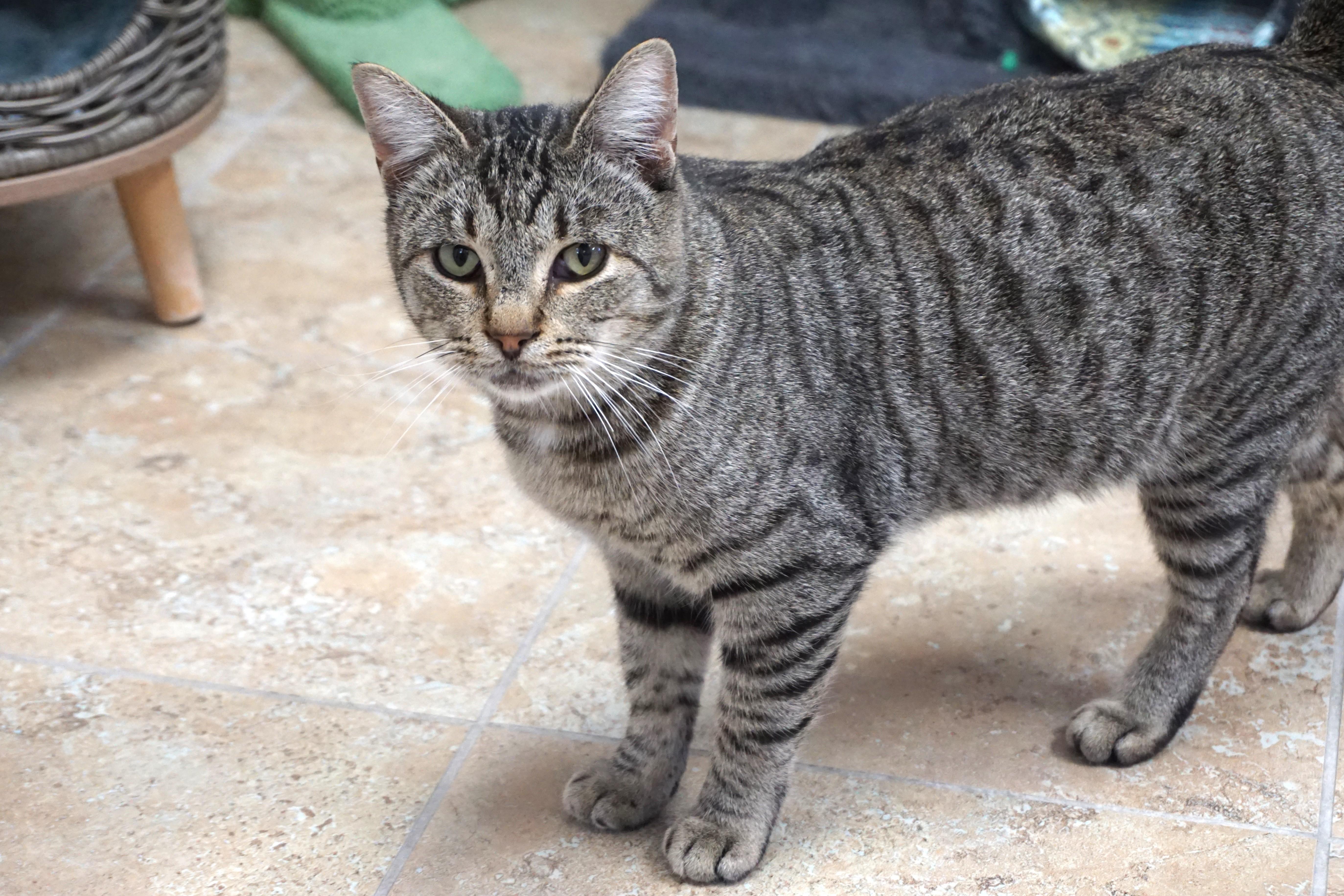 Drew, ADOPTABLE, Adult Male Domestic Short Hair.
