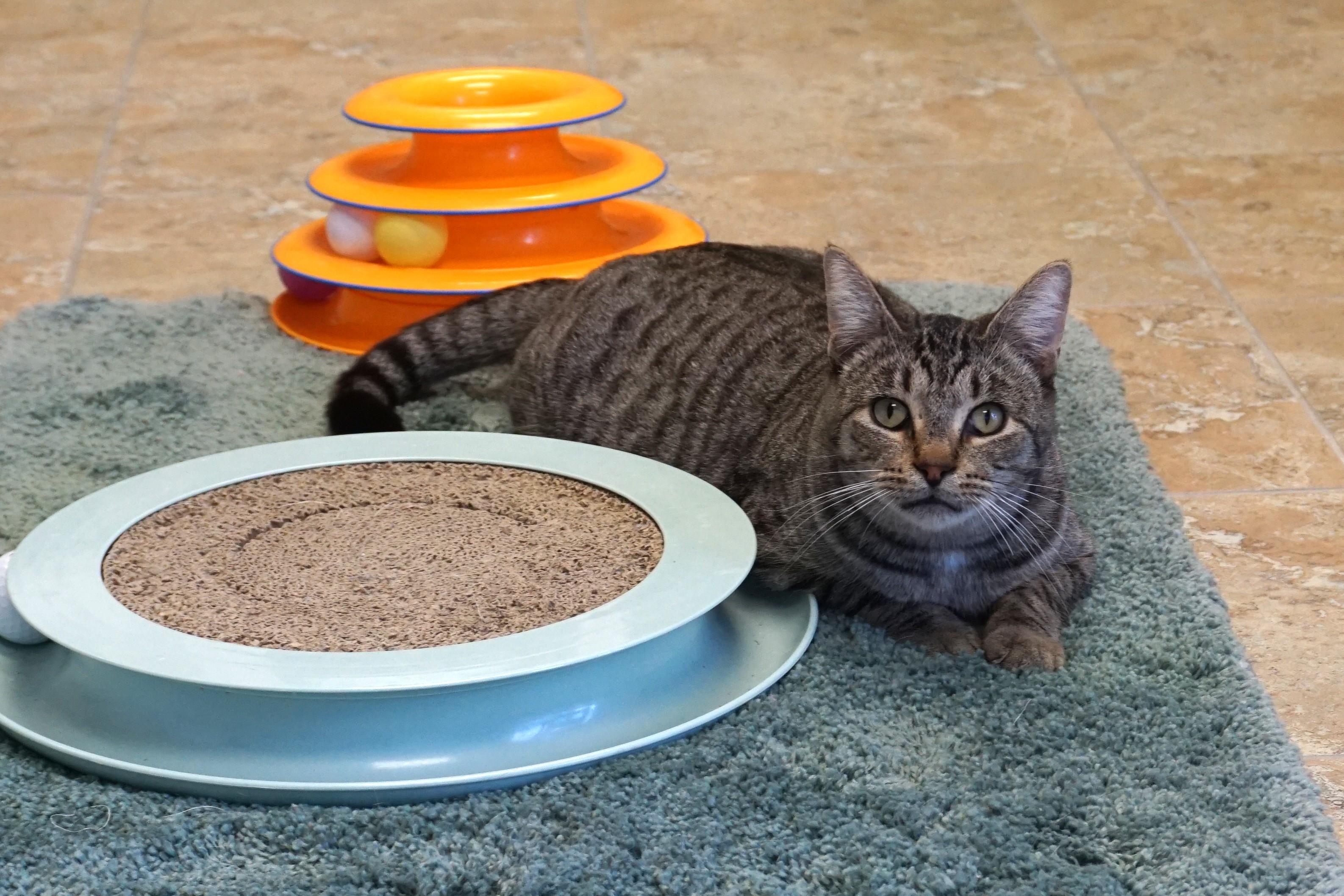 Drew, ADOPTABLE, Adult Male Domestic Short Hair.