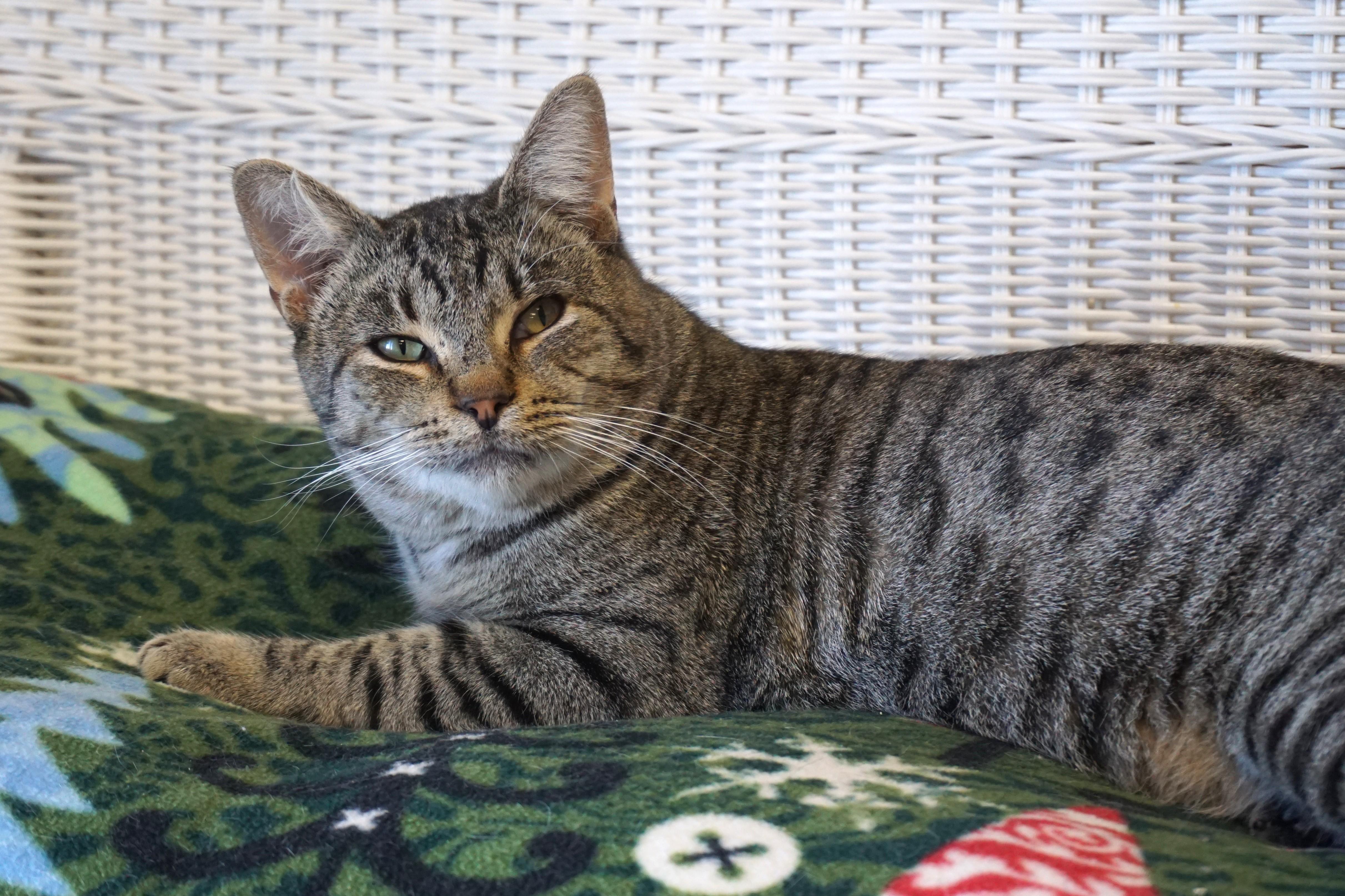Drew, a ADOPTABLE Domestic Short Hair in Fountain Hills, AZ image 3/4
