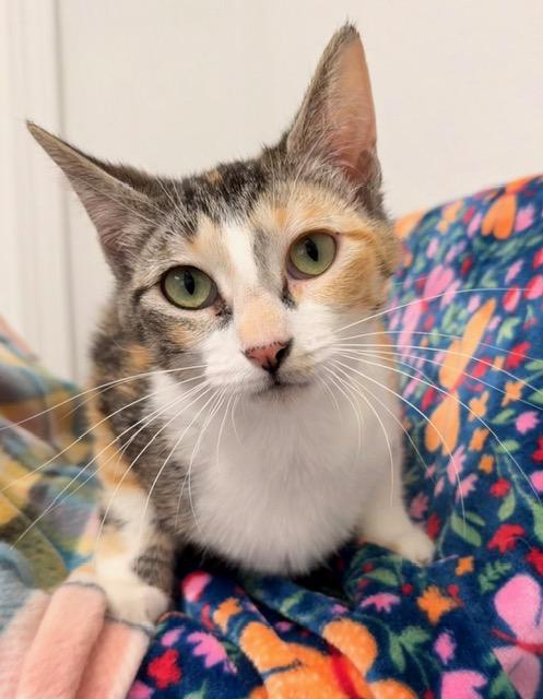 Star *, adopted, Young Female Domestic Short Hair.