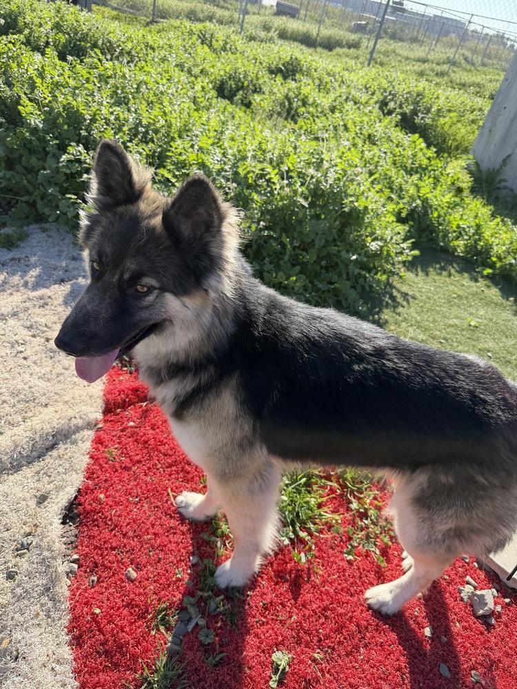 Dutches, Adoptable, Adult Female Husky & Shepherd.