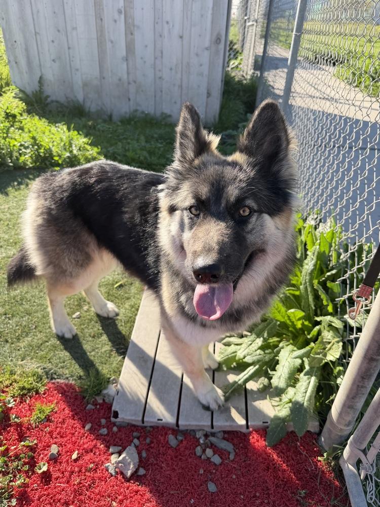 Enlarge Dutches, a Adoptable mixed breed in Stockton, CA image 2/6