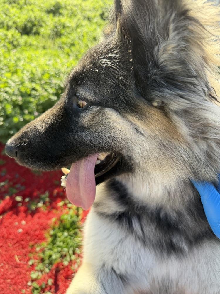 Enlarge Dutches, a Adoptable mixed breed in Stockton, CA image 3/6