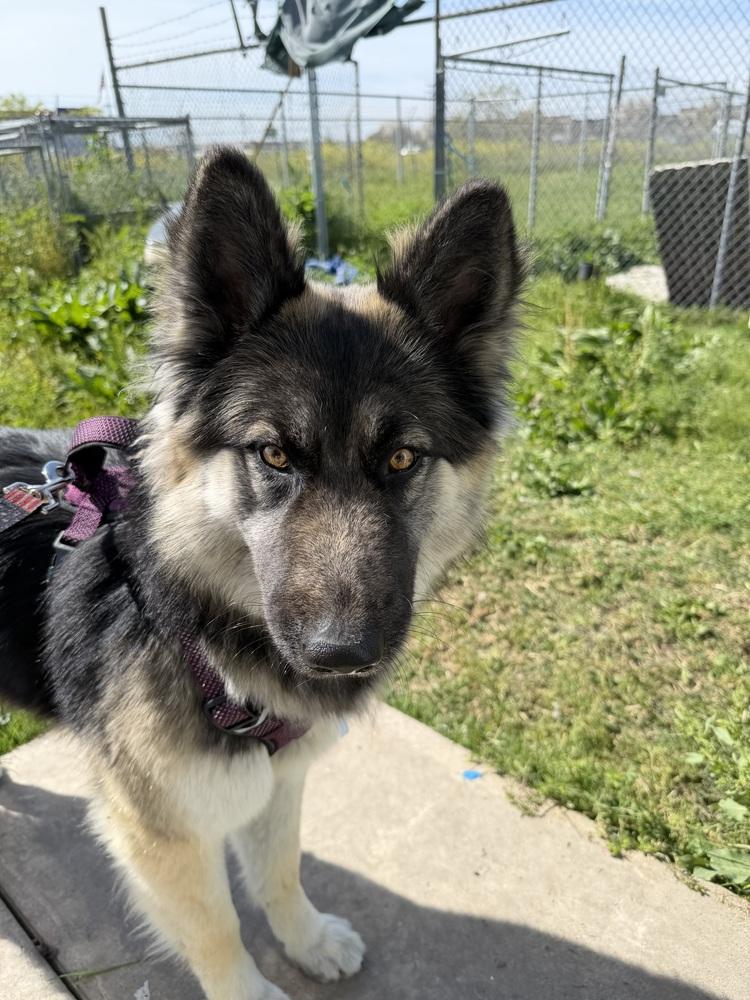 Enlarge Dutches, a Adoptable mixed breed in Stockton, CA image 4/6