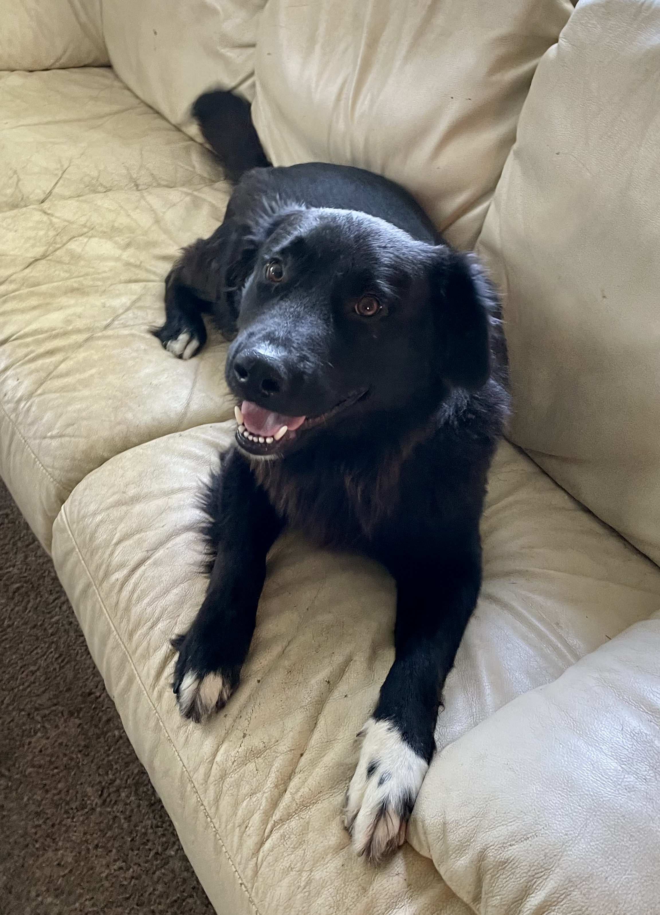 Dog for adoption Homer, a Border Collie in Seattle, WA Petfinder