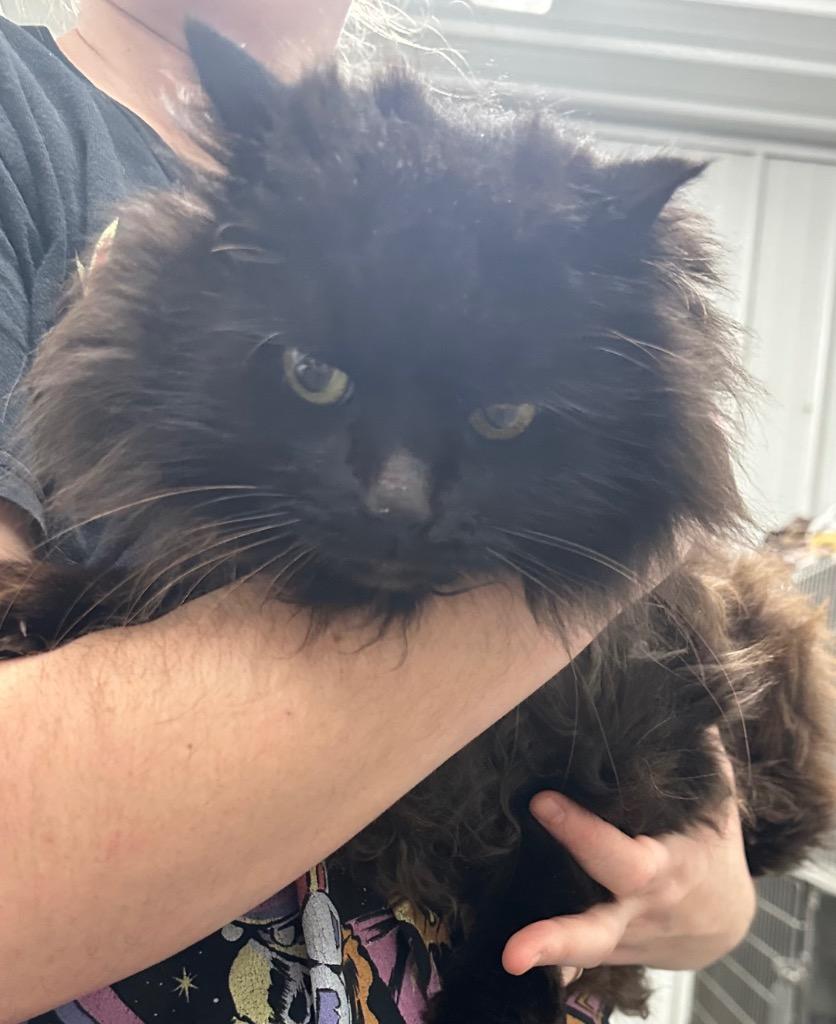 Scar, Adoptable, Adult Female Domestic Long Hair.