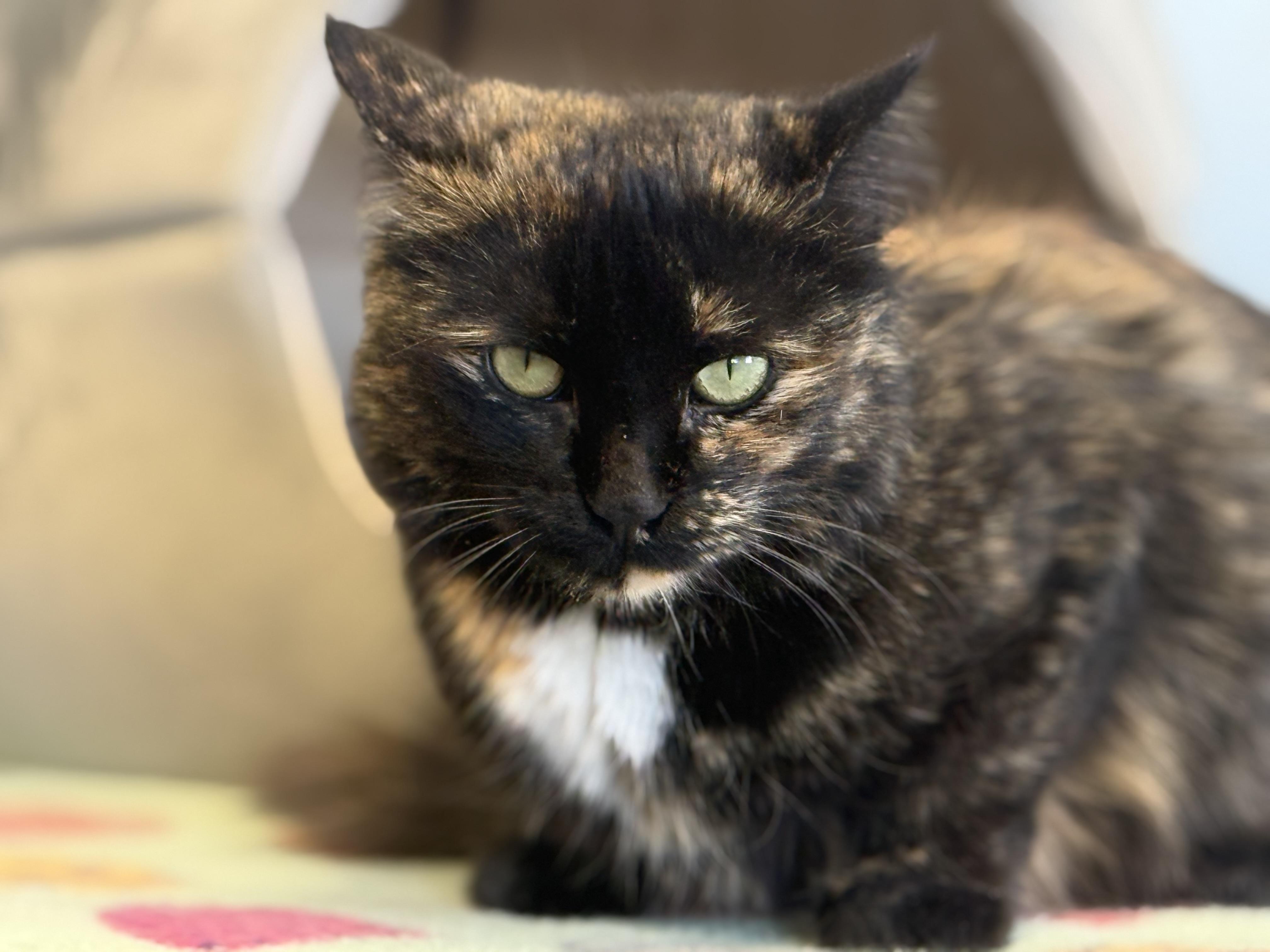 Cindy Lou thumbnail 2