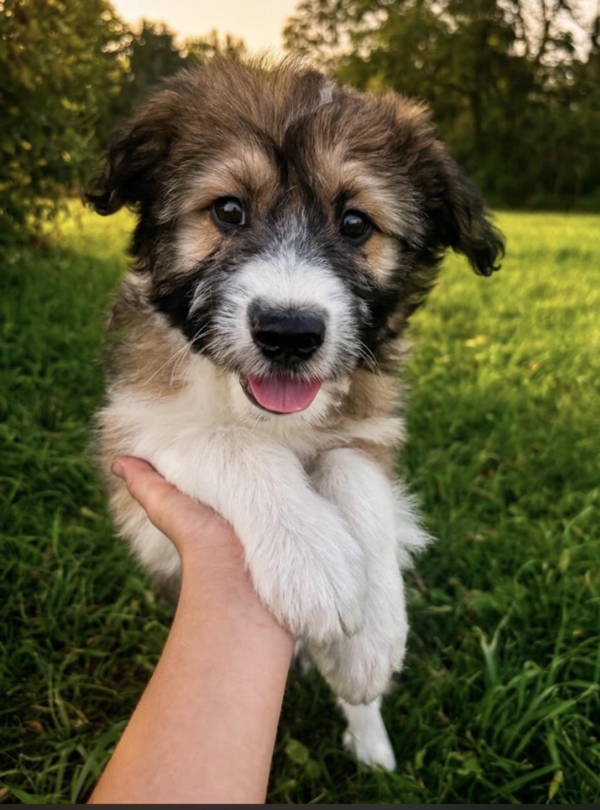 Truffle, ADOPTABLE, Puppy Male Australian Shepherd & Poodle.