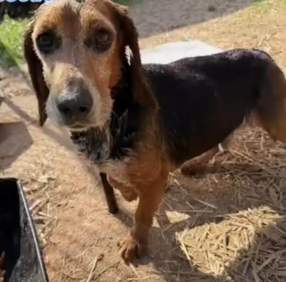 Meet Banjo — The Sweetest Little Beagle Around, a Adoptable Beagle in Burlington, VT image 3/3