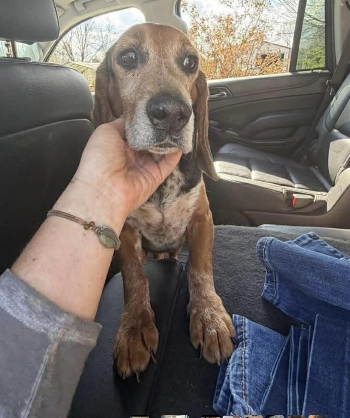 Meet Banjo — The Sweetest Little Beagle Around, a Adoptable Beagle in Burlington, VT image 2/3