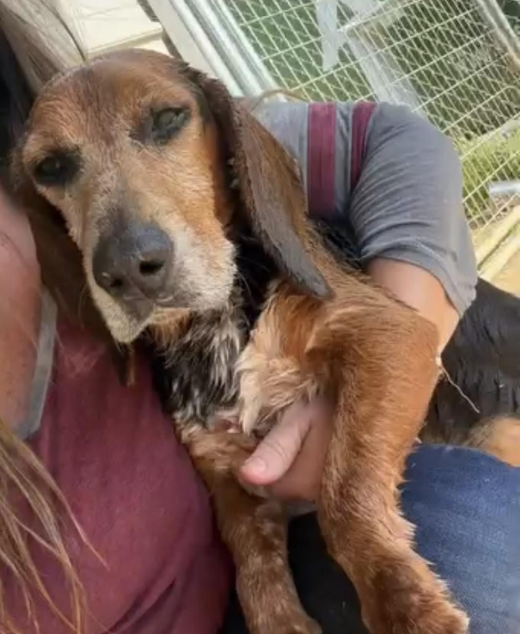 Meet Banjo — The Sweetest Little Beagle Around, a Adoptable Beagle in Burlington, VT image 1/3