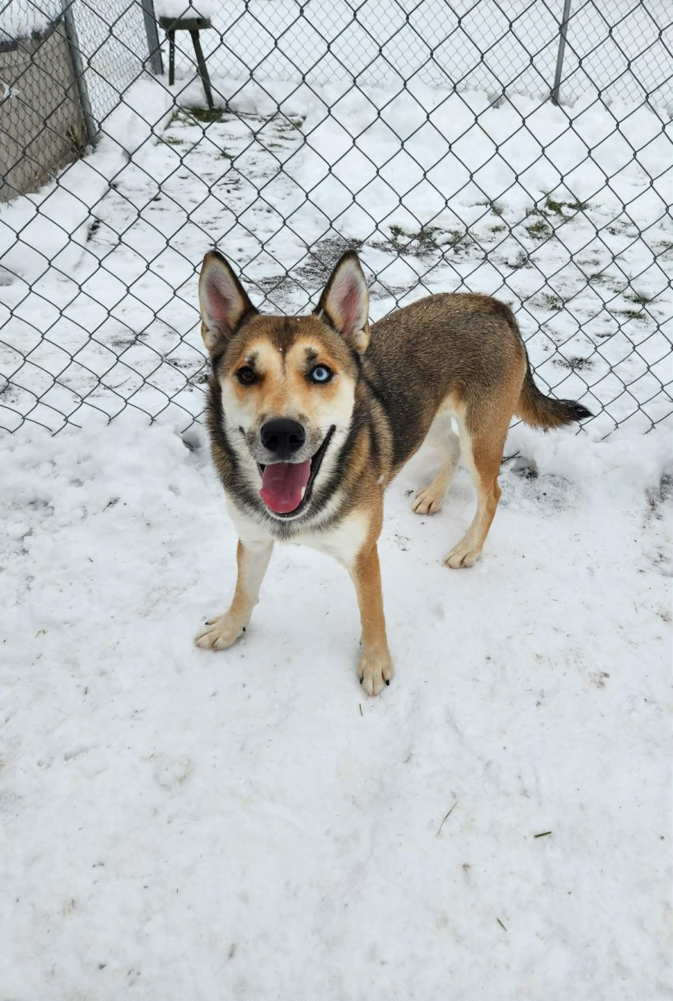 Nora, Adoptable, Adult Female German Shepherd Dog & Husky.