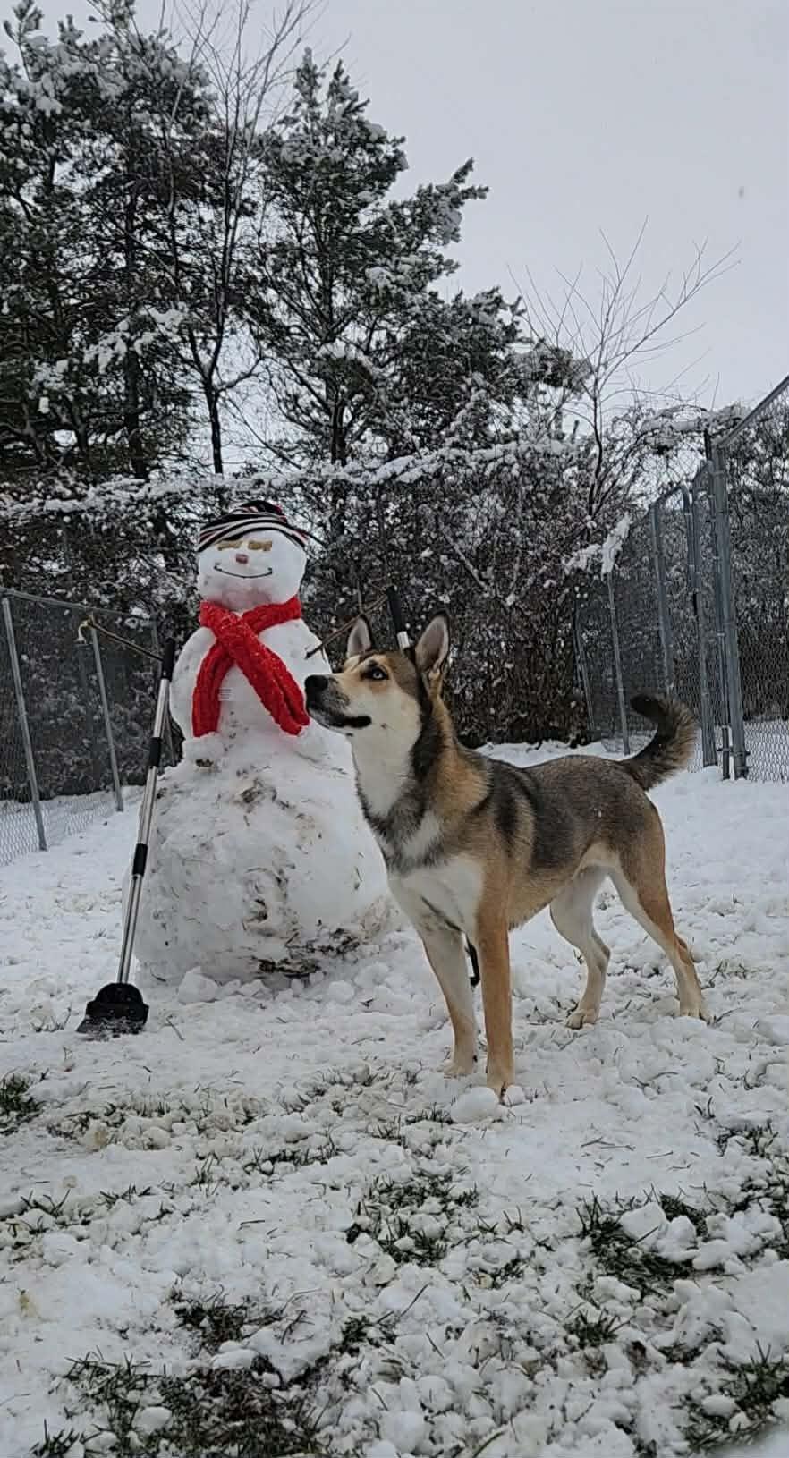 Enlarge Nora, a Adoptable mixed breed in Caro, MI image 2/2