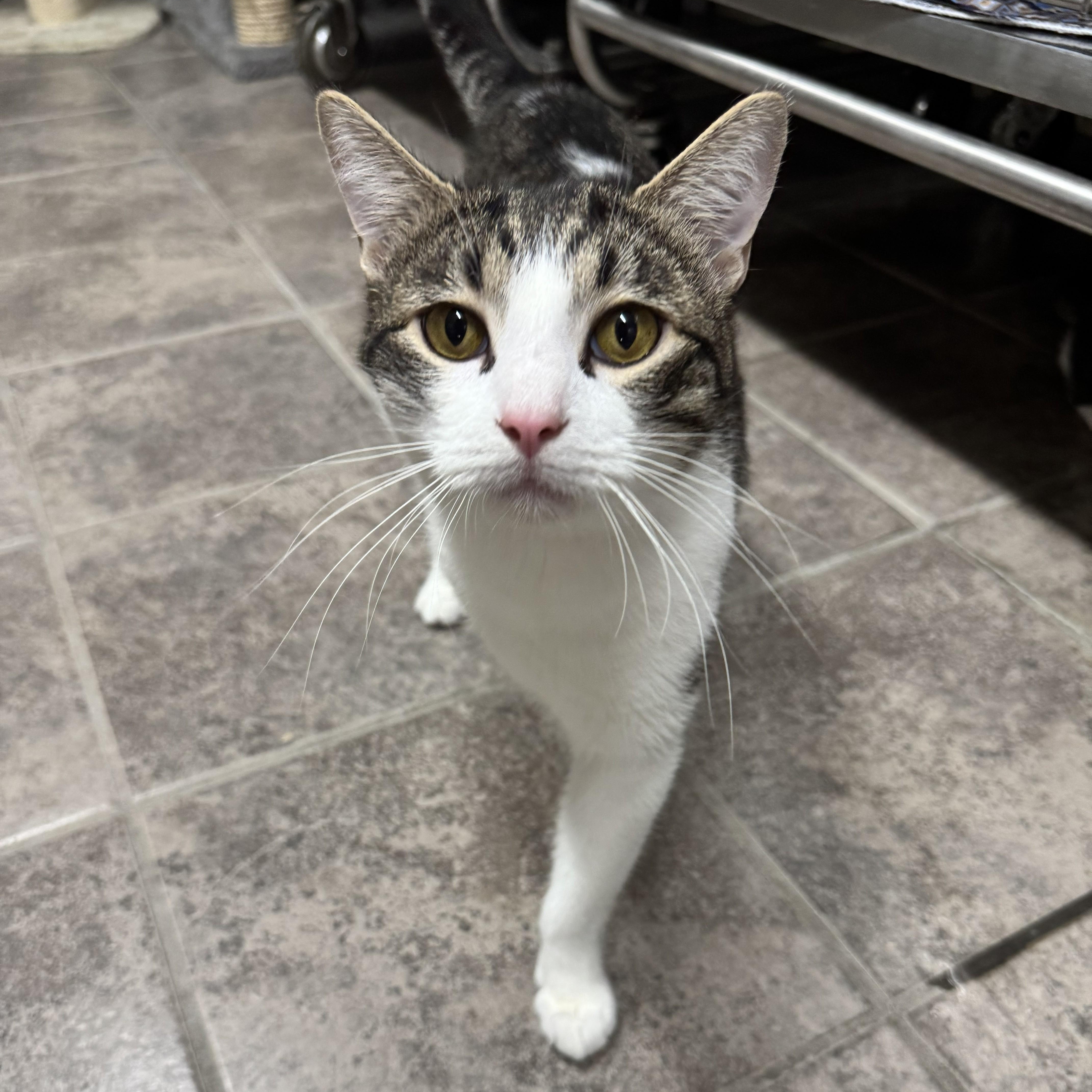Enlarge Mickey, a Adoptable Domestic Short Hair in Crestwood, MO image 2/6