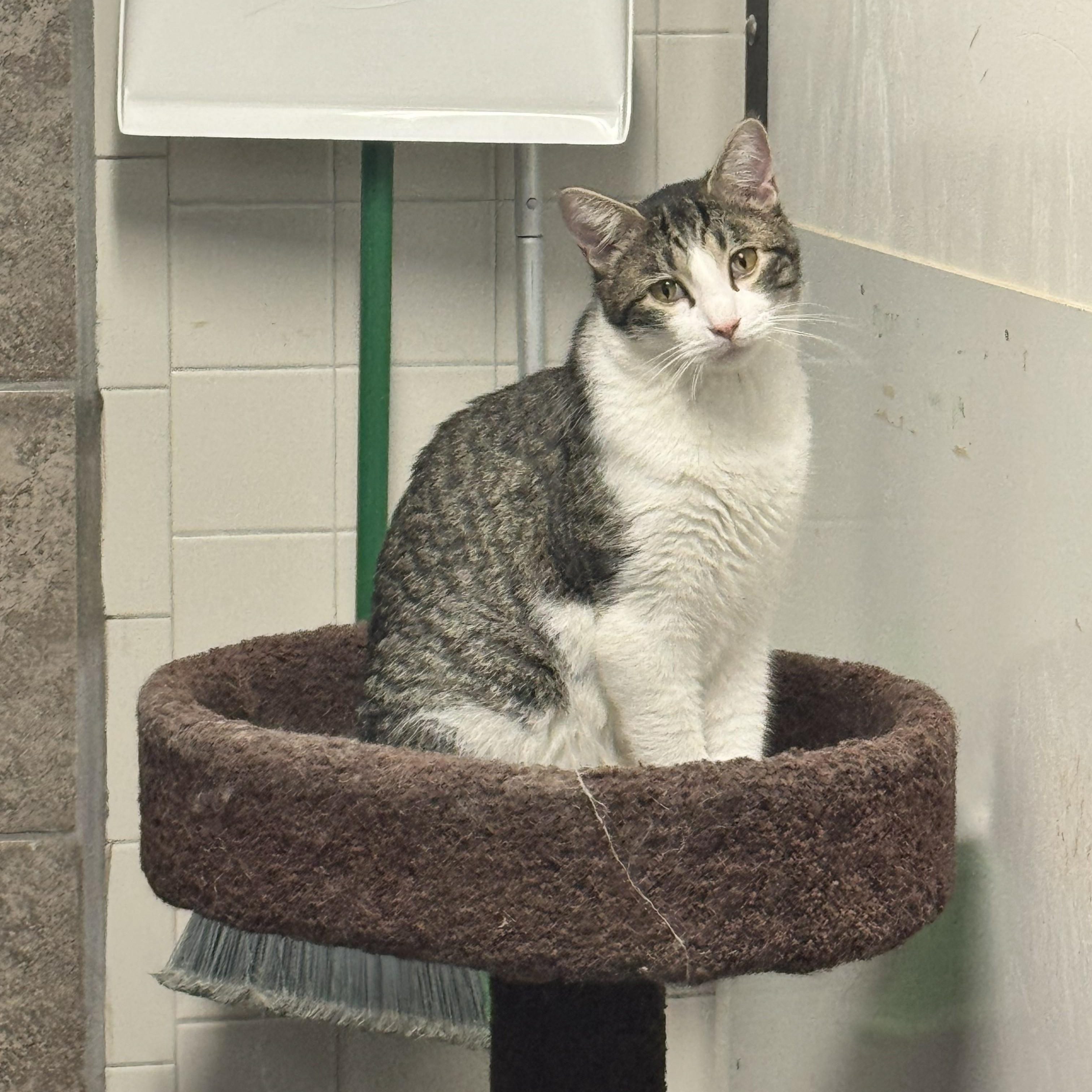 Enlarge Mickey, a Adoptable Domestic Short Hair in Crestwood, MO image 3/6