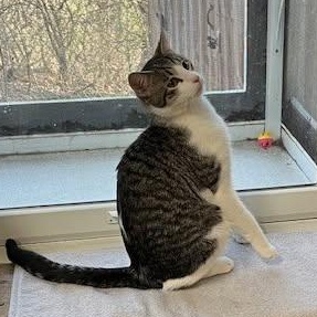 Enlarge Mickey, a Adoptable Domestic Short Hair in Crestwood, MO image 6/6