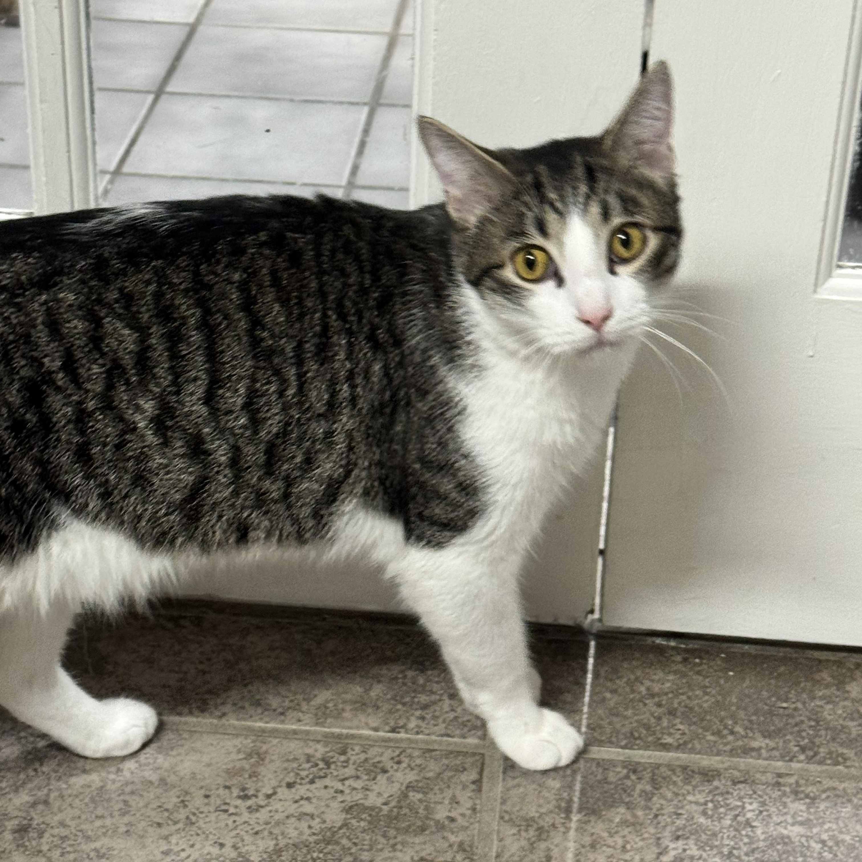 Mickey, Adoptable, Young Male Domestic Short Hair.