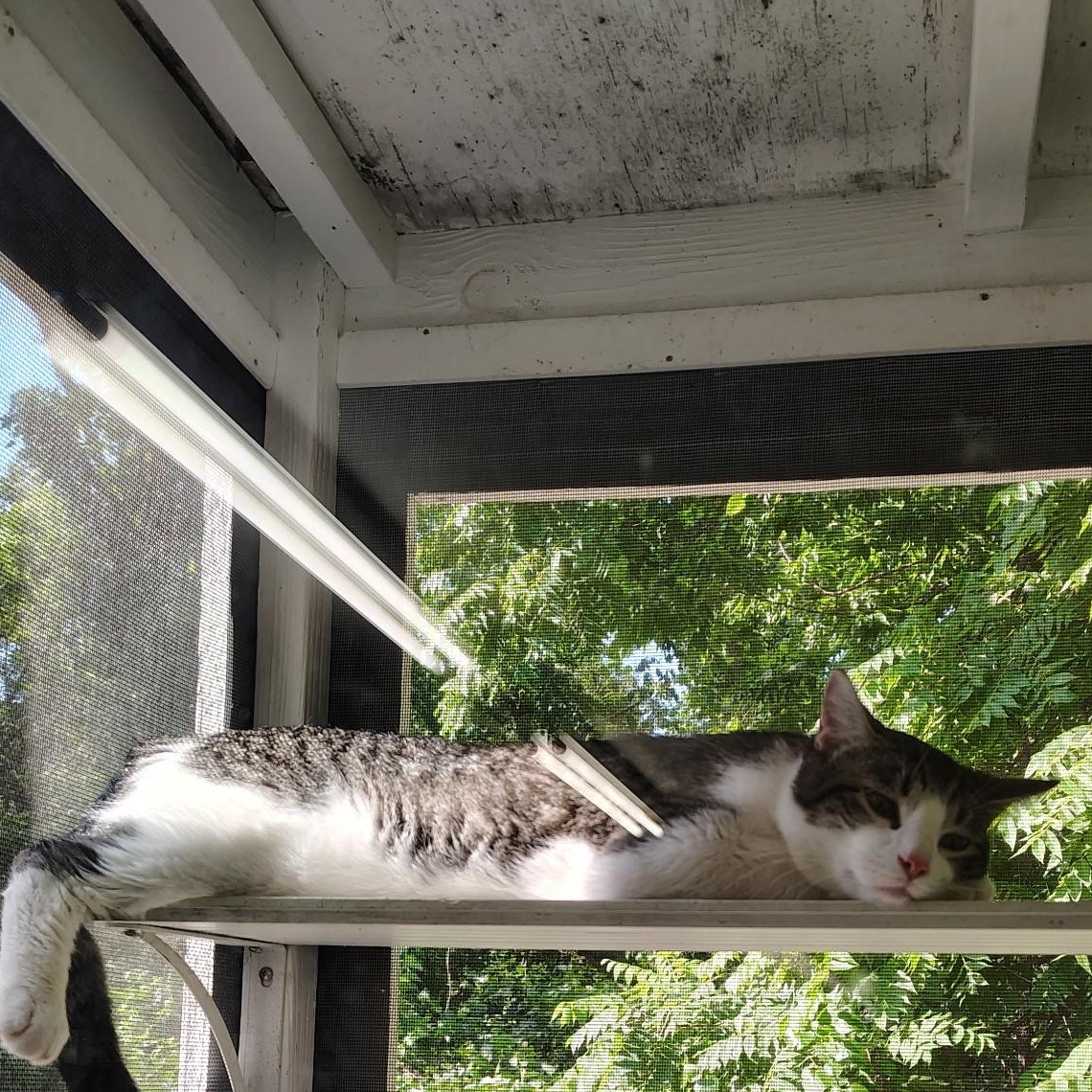 Enlarge Mickey, a Adoptable Domestic Short Hair in Crestwood, MO image 5/6