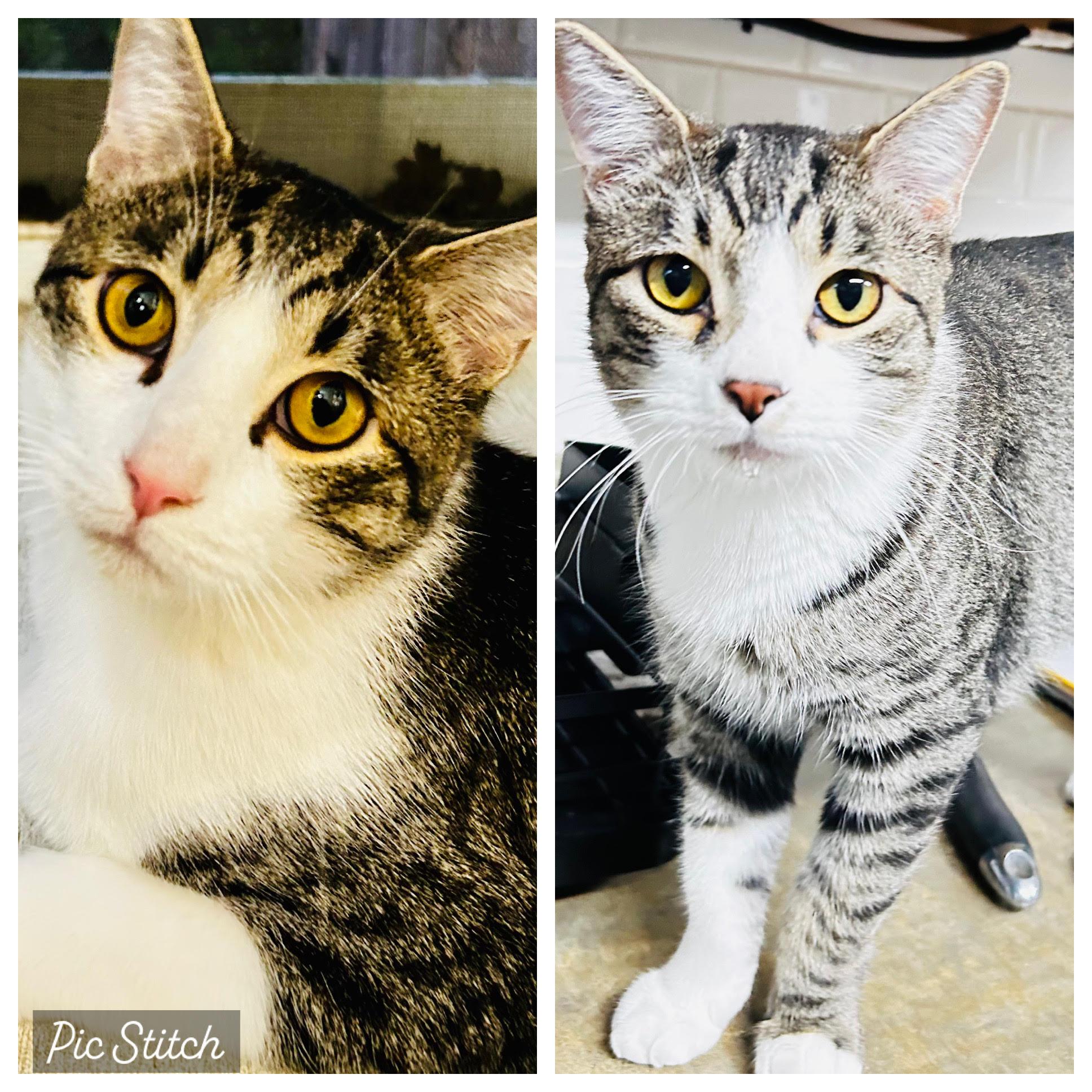 Enlarge Mickey and Cole, a Adoptable Domestic Short Hair in Crestwood, MO image 2/6