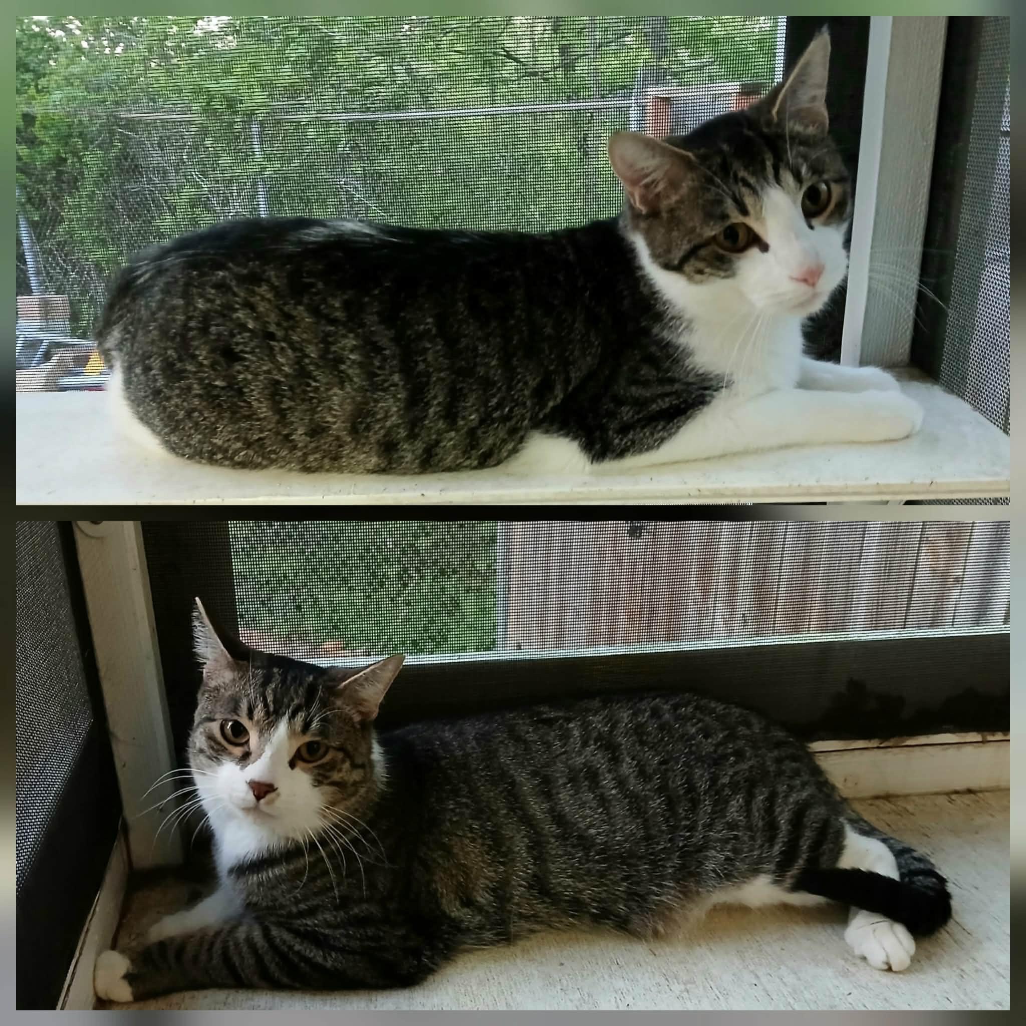 Mickey and Cole, Adoptable, Young Male Domestic Short Hair.